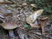 C�pes d'automne